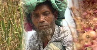 কেজি ১৫–২০ টাকায় পেঁয়াজ; খরচই উঠছে না কৃষকদের